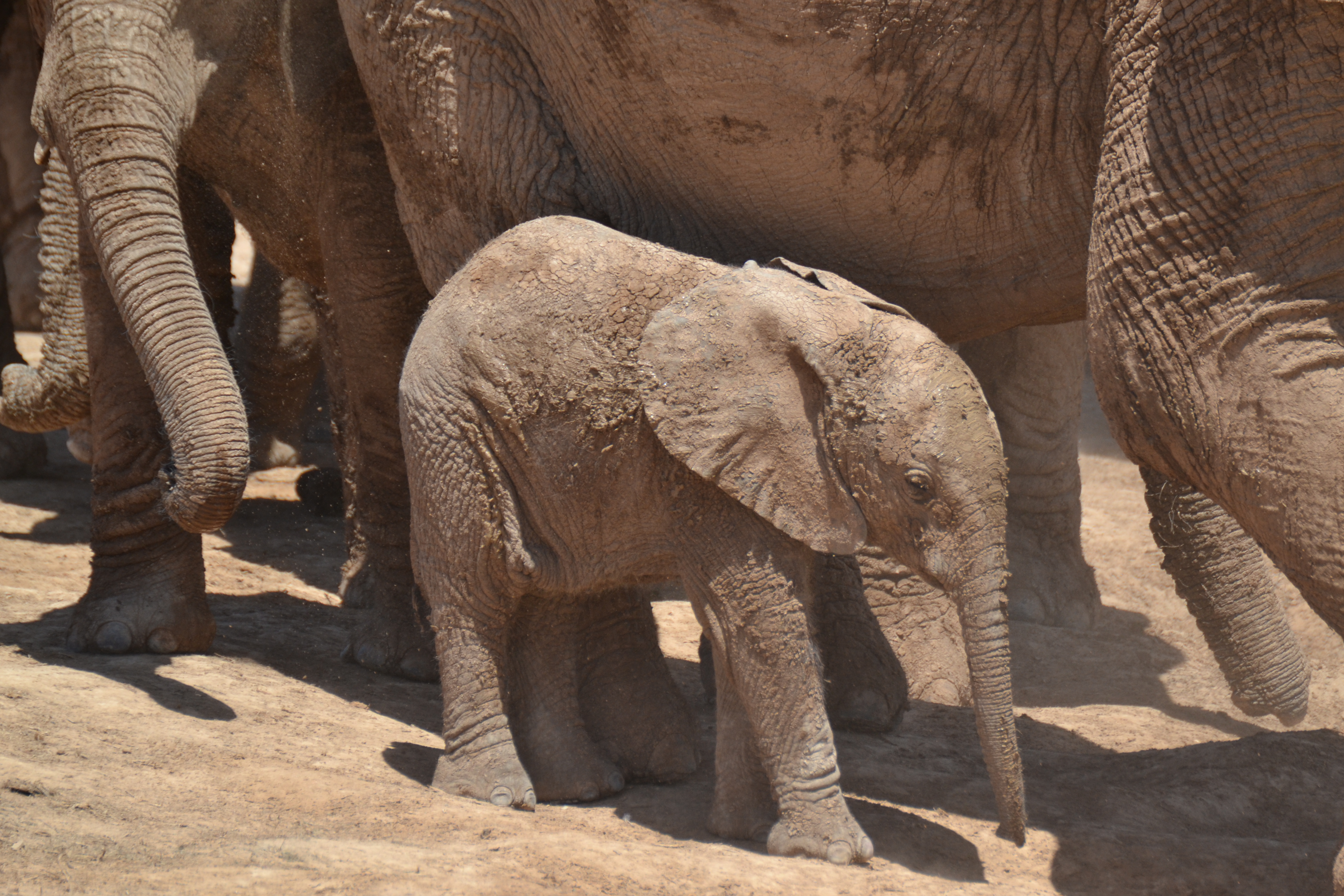 Elefanten im Addo National Park